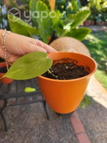 Cordatum Limon