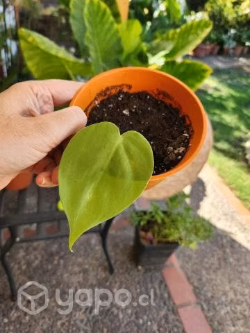Cordatum Limon - Imagen 2