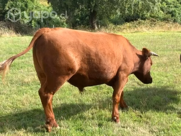 Novillos angus
