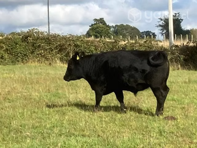 Novillos angus