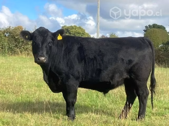 Novillos angus