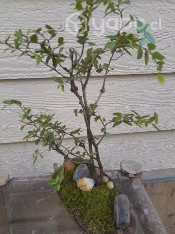 Bonsai trenzado y con nudos de Coihue