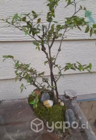 Bonsai trenzado y con nudos de Coihue