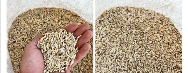 Avena a $300 el kilo - Imagen 2