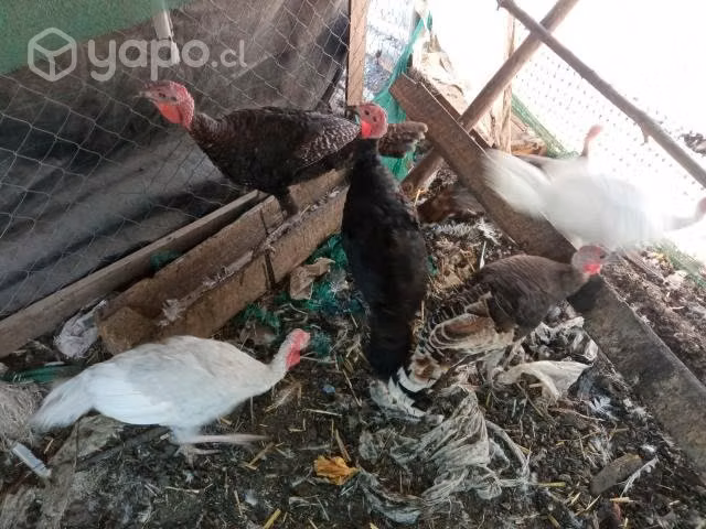 Pavos juveniles