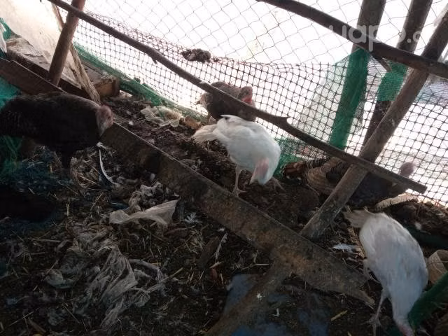 Pavos juveniles