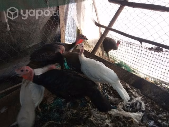 Pavos juveniles