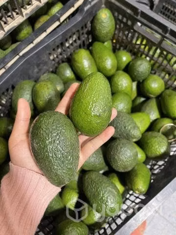 Palta chass chilena