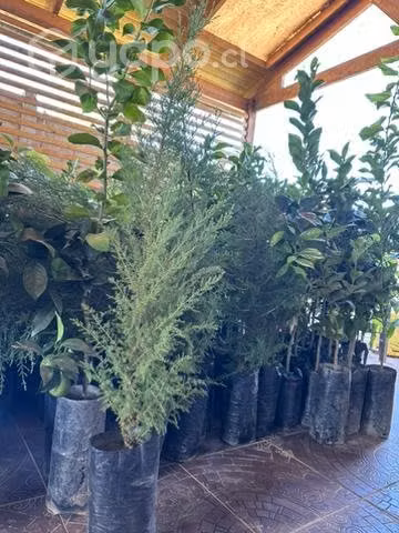 Arboles frutales y otros - Imagen 3