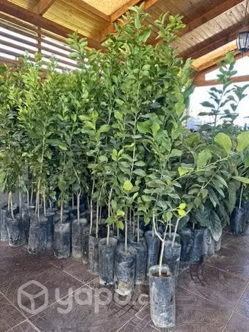 Arboles frutales y otros