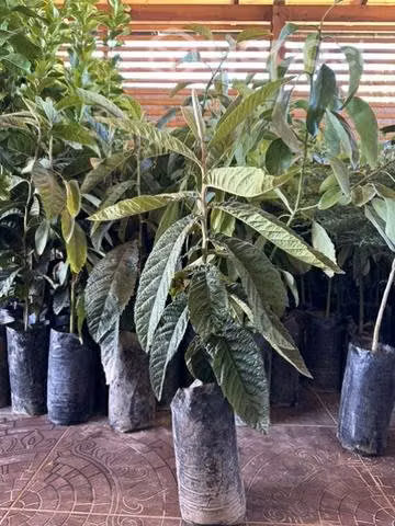Arboles frutales y otros - Imagen 2