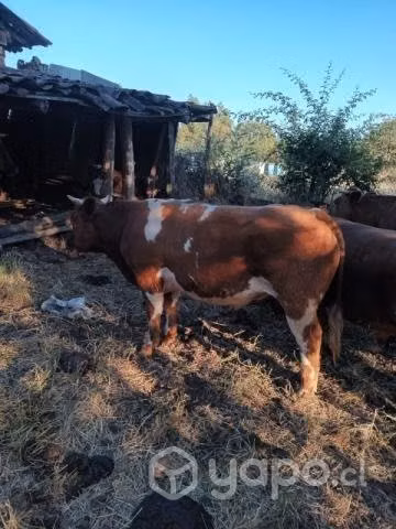 Ternero novillo