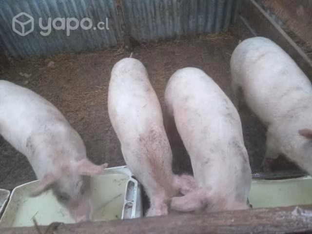 Maltoncitos - Imagen 4