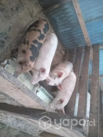 Maltoncitos - Imagen 6