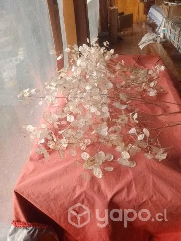 Hermosos ramos de medallon del papa