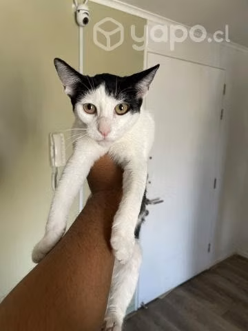 Regalo Gatita de 5 meses - Imagen 4