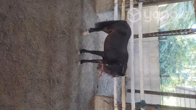 Yegua pony