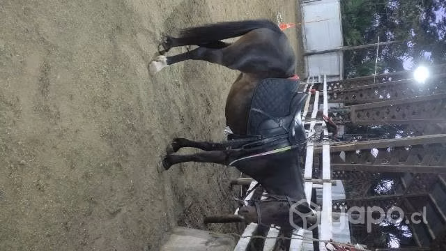 Yegua pony
