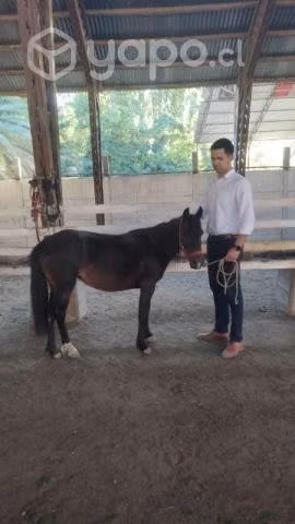 Yegua pony