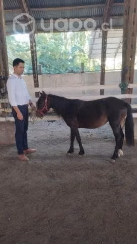 Yegua pony