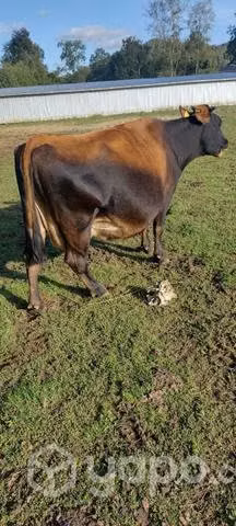 Vacas de descarte