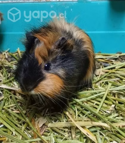 Cobaya