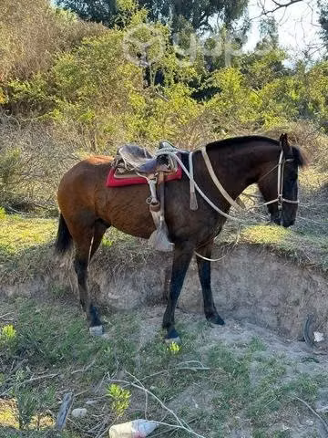Caballo 5 años - Imagen 2