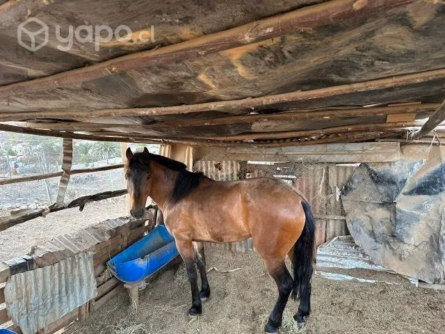 Caballo 5 años