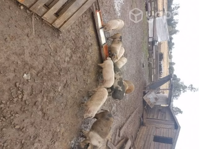Vendo chanchitos