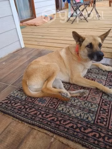 Perrita busca hogar - Imagen 3