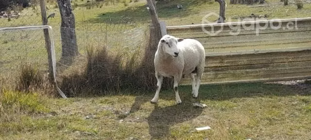 Carnero texel