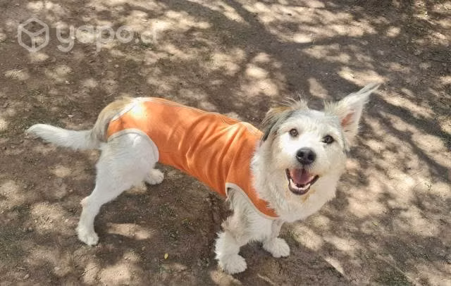 En adopcion perrita amorosa - Imagen 4