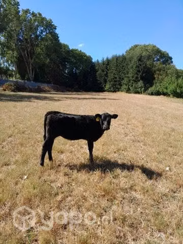 Ternera angus negro