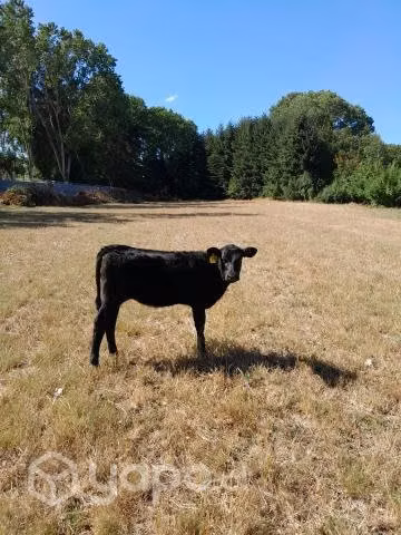 Ternera angus negro