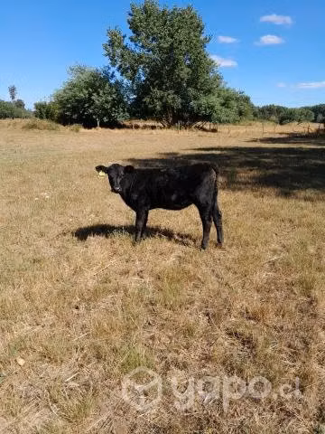 Ternera angus negro