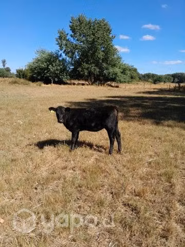 Ternera angus negro