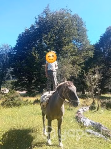 Caballo