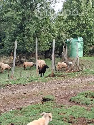 Ovejas preñadas - Imagen 3