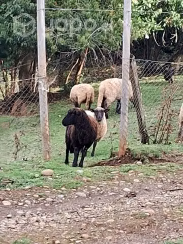 Ovejas preñadas