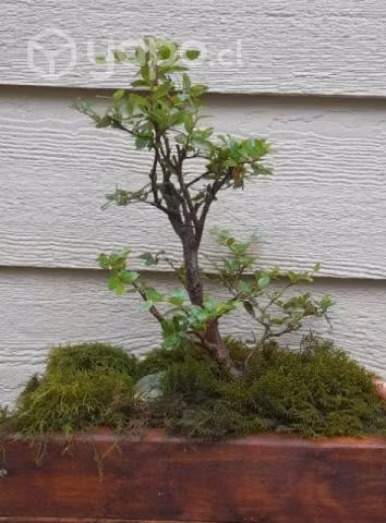 Bonsai de Coihue 35 cms