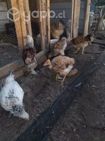 Disponibles pollos