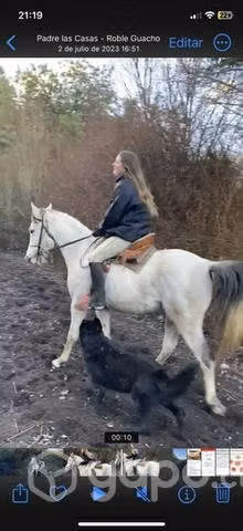 Caballo árabe con cuarto de milla