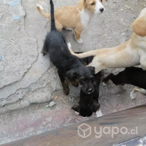 Regalo perritos