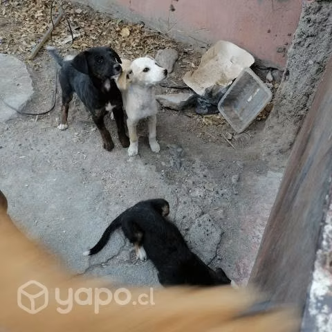 Regalo perritos