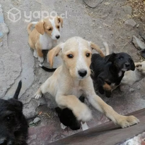 Regalo perritos