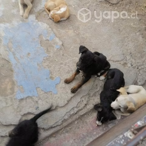 Regalo perritos