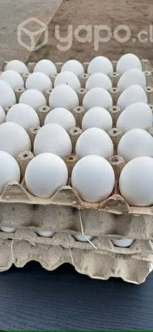 Bandeja de 30 huevos - Imagen 2