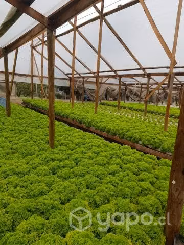 Tubos Hidroponia NFT