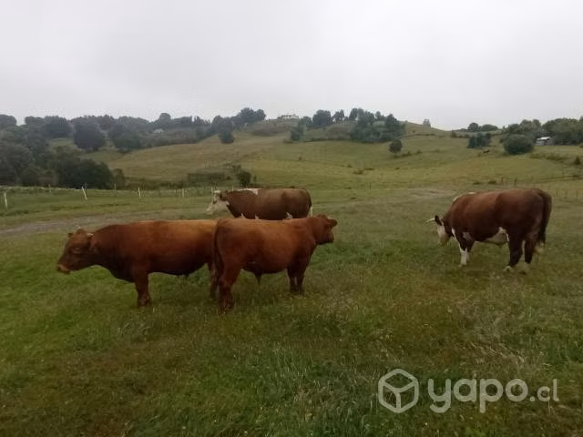 Toros de trabajo