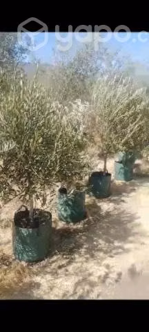 Olivos